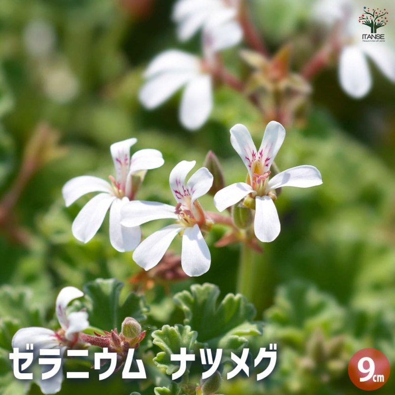 ゼラニウム｜【植物のITANSE】全品送料無料・即出荷!