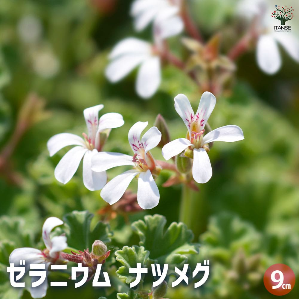 ゼラニウム ナツメグ 【ハーブの苗 9cmポット】