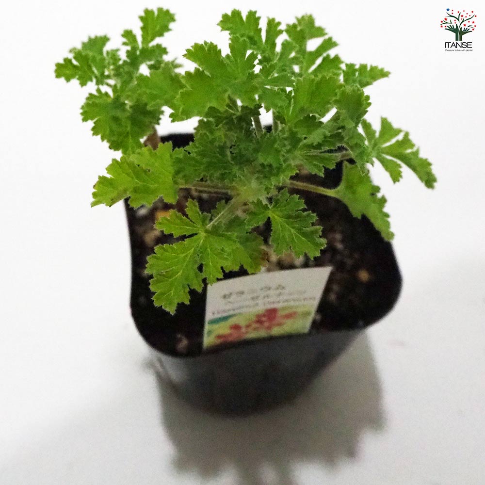 ゼラニウム ヘーゼルナッツ 【ハーブの苗 9cmポット】｜ 【植物の