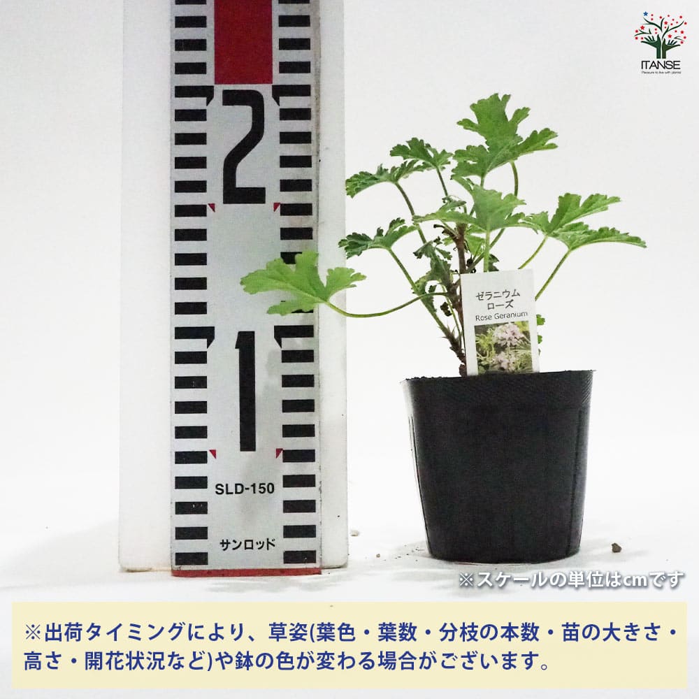 ゼラニウム ローズ 【ハーブの苗 9cmポット】｜ 【植物のITANSE