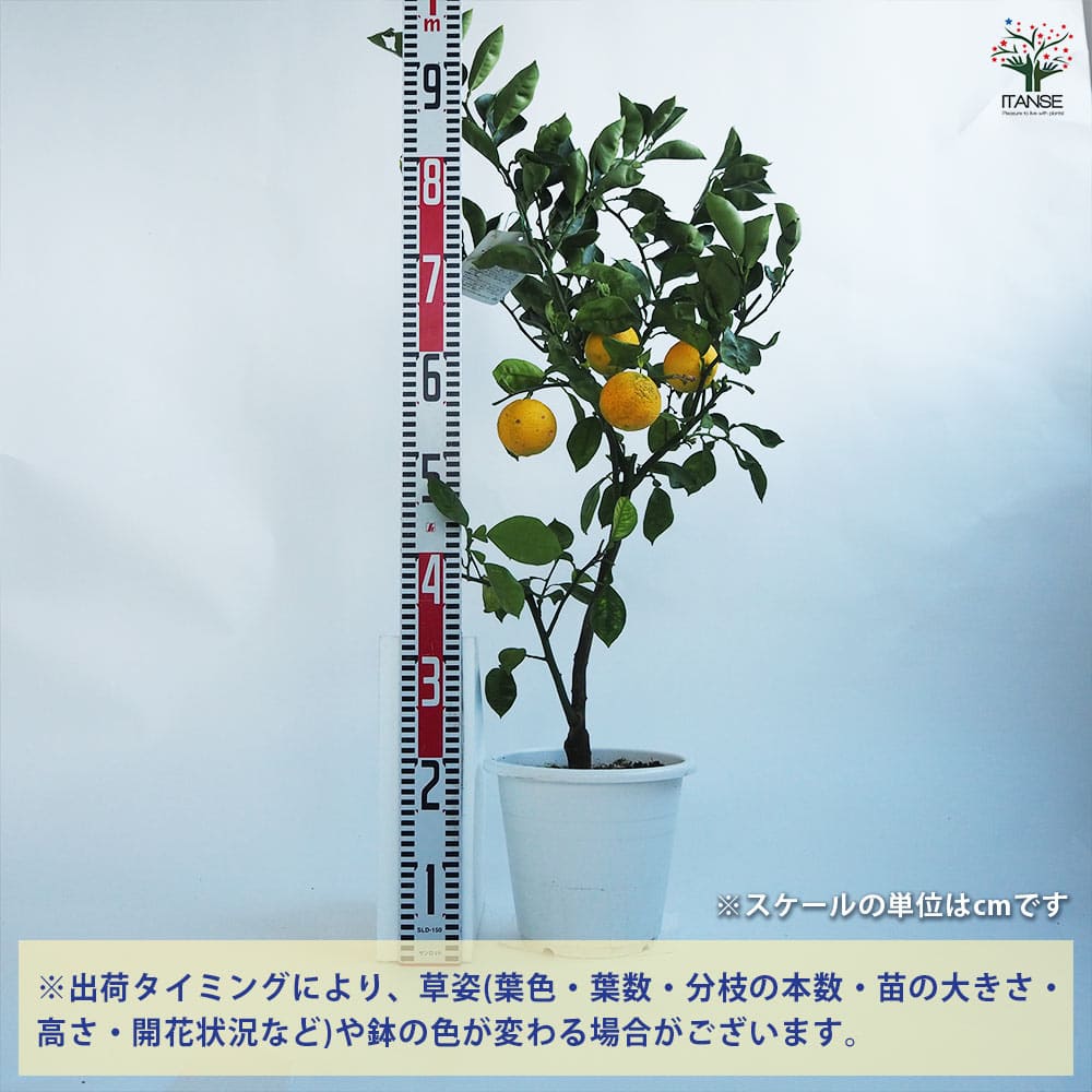 追加商品画像