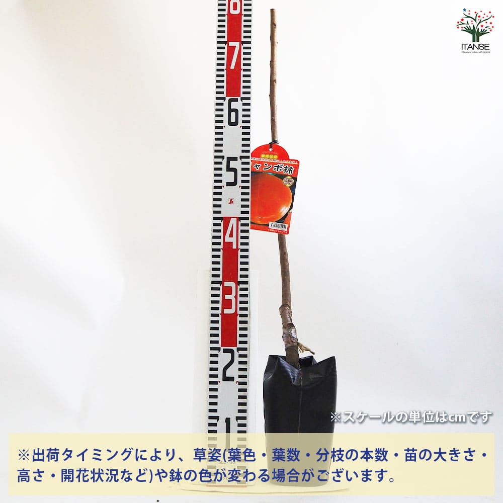 柿の苗木 ジャンボ柿 【果樹の苗木 4.5号ポット／1個売り】｜ 【植物の