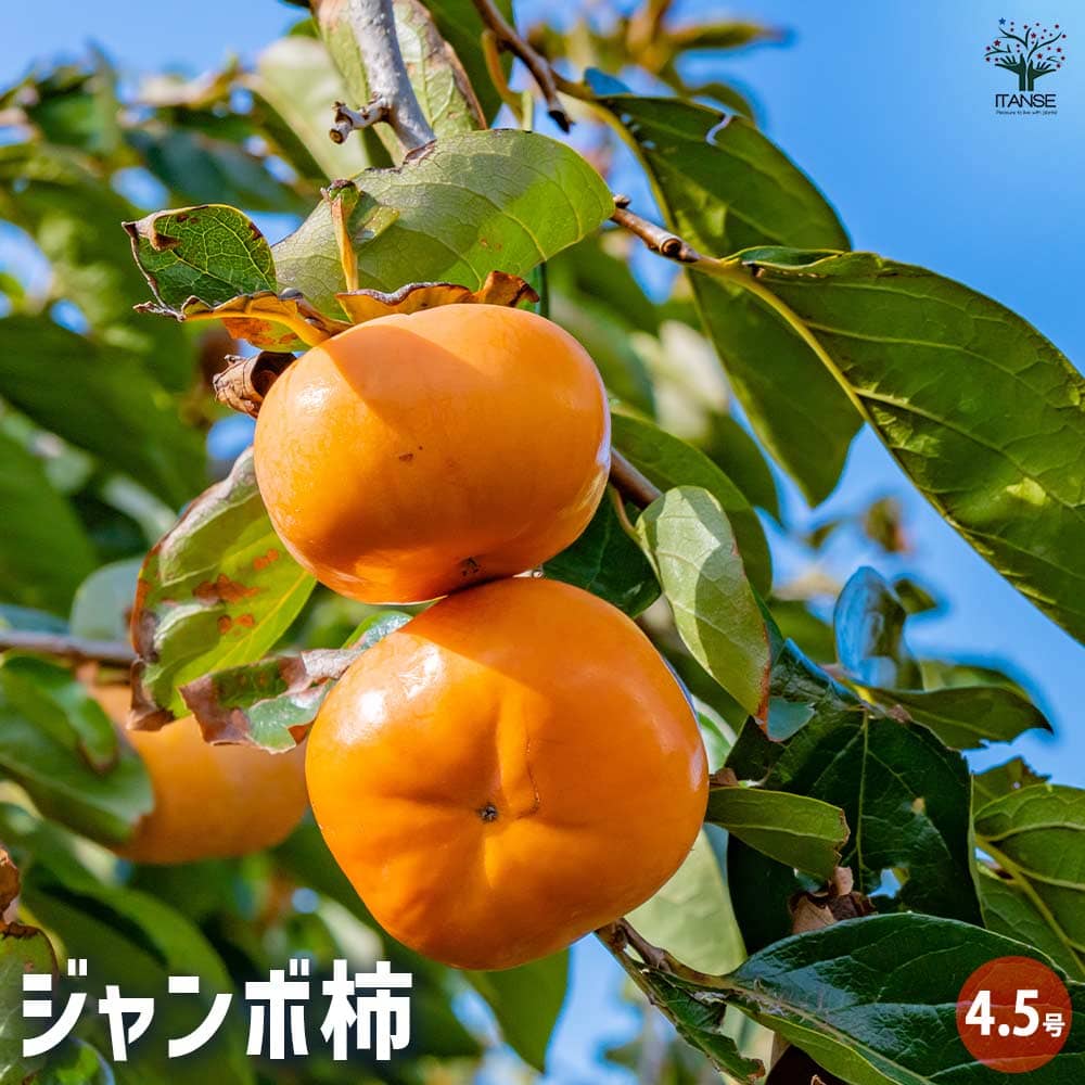 無農薬 珍しい黒柿苗木 果樹 鉢ごと発送 無農薬 珍しい黒柿苗木 果樹