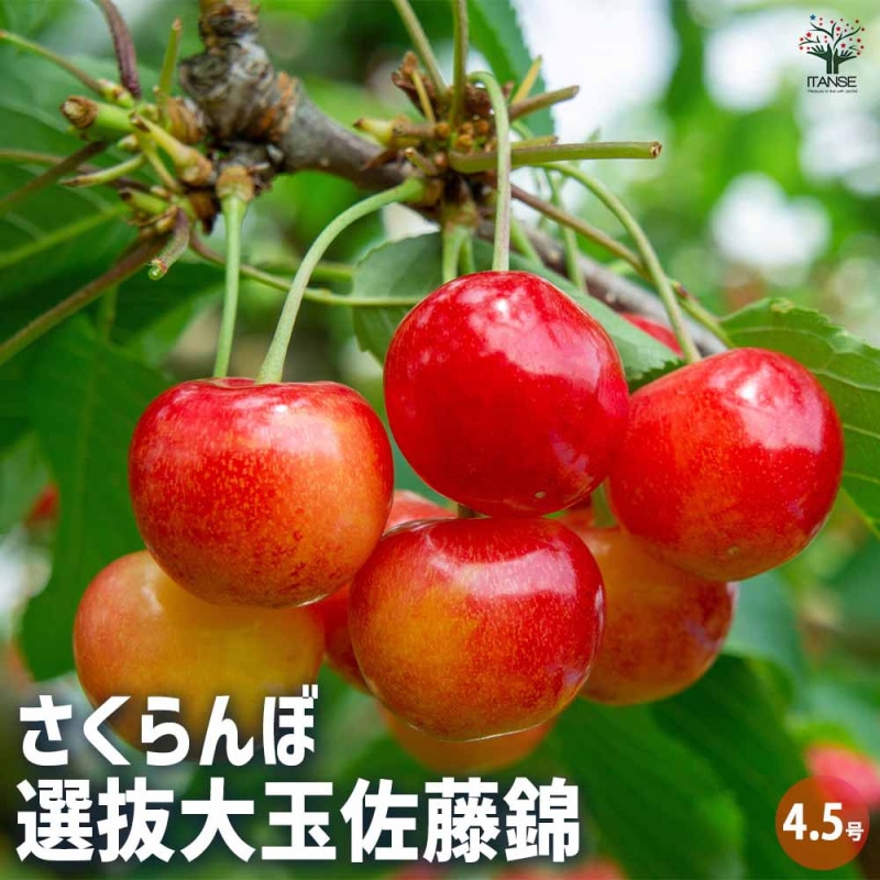 さくらんぼの苗 紅さやか【果樹苗／12cmポット接木苗／1個売り