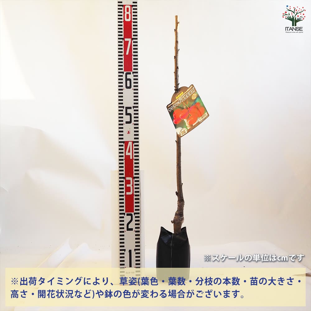 さくらんぼの苗木 選抜佐藤錦 【果樹の苗木 4.5号ポット／1個