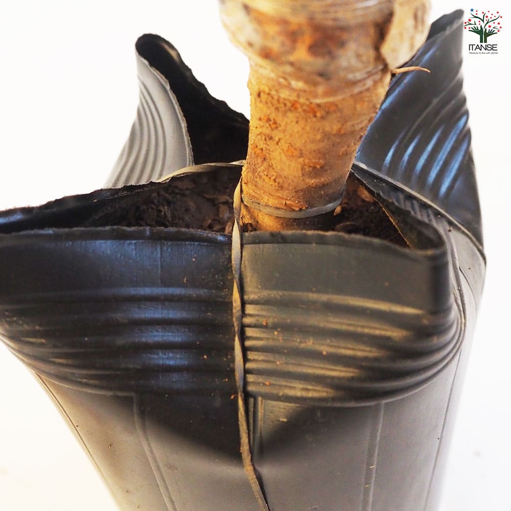 さくらんぼの苗木 選抜佐藤錦 【果樹の苗木 4.5号ポット／1個売り