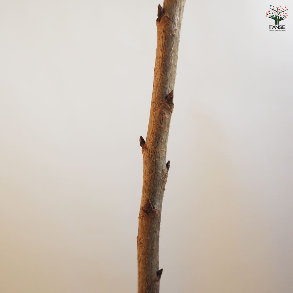 さくらんぼの苗木 選抜佐藤錦 【果樹の苗木 4.5号ポット／1個売り