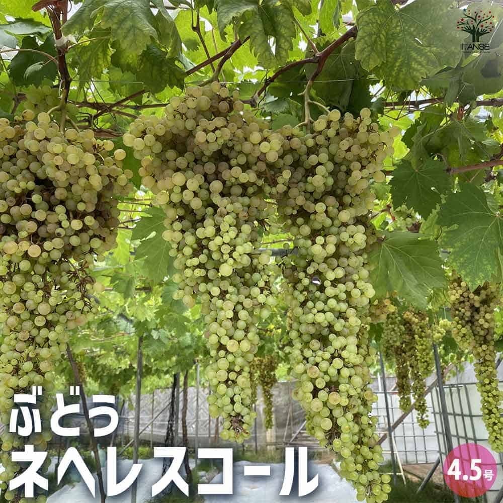 ぶどうの苗 ネヘレスコール 【果樹の苗木 4.5号ポット／1個売り】