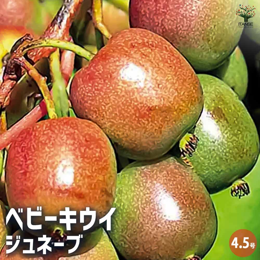 ベビーキウイの苗木 ジュネーブ 【果樹の苗木 4.5号ポット／1個売り】