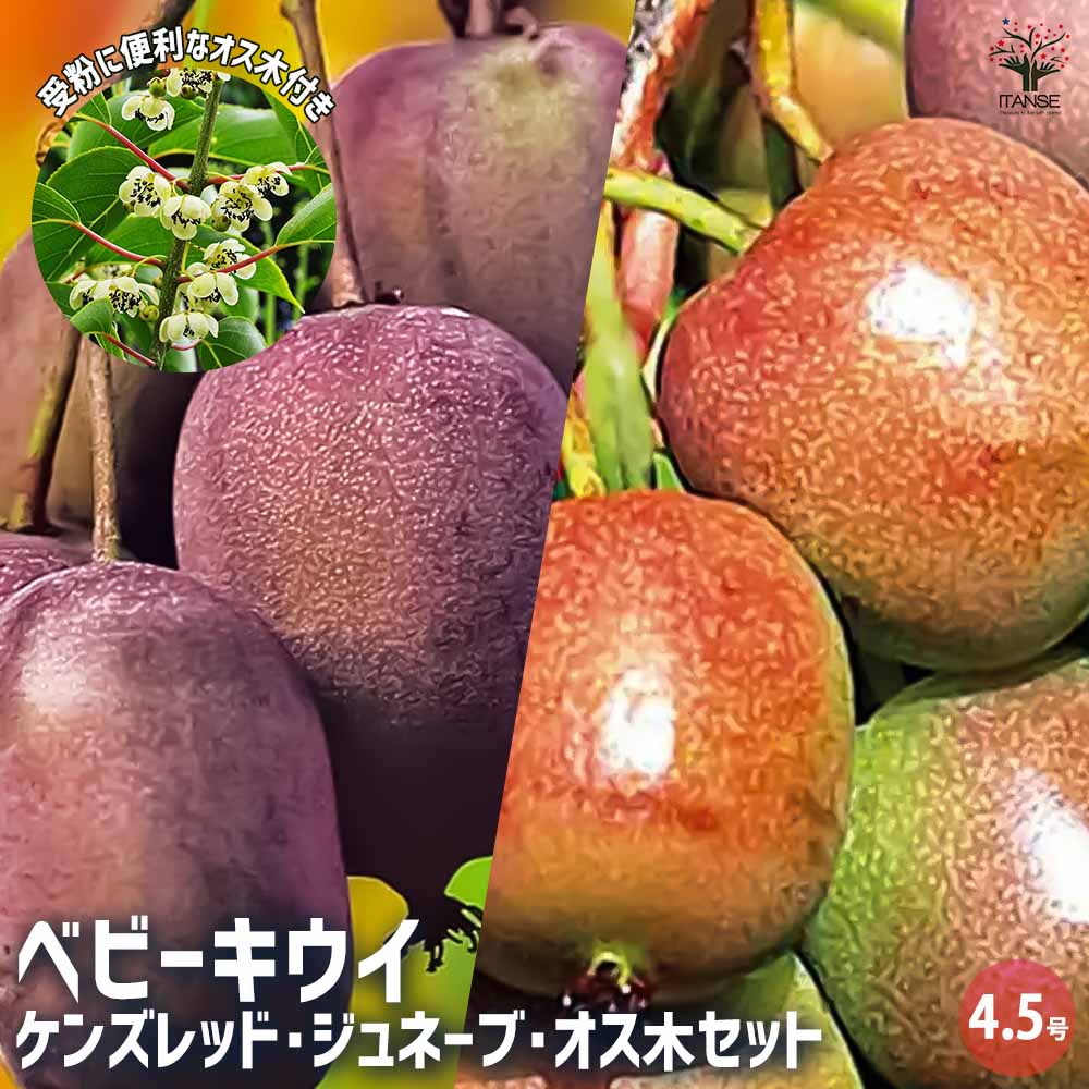 ベビーキウイの苗木 3種セット(ケンズレッド・ジュネーブ・オス木) 【果樹の苗木 4.5号ポット／1個売り】