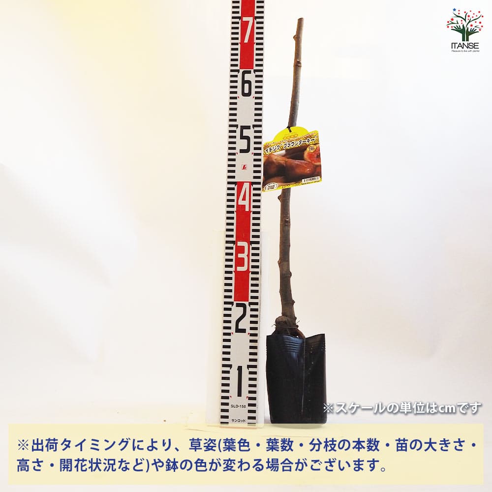 イチジクの苗木 ブラウンターキー 【果樹の苗木 4.5号ポット／1個売り