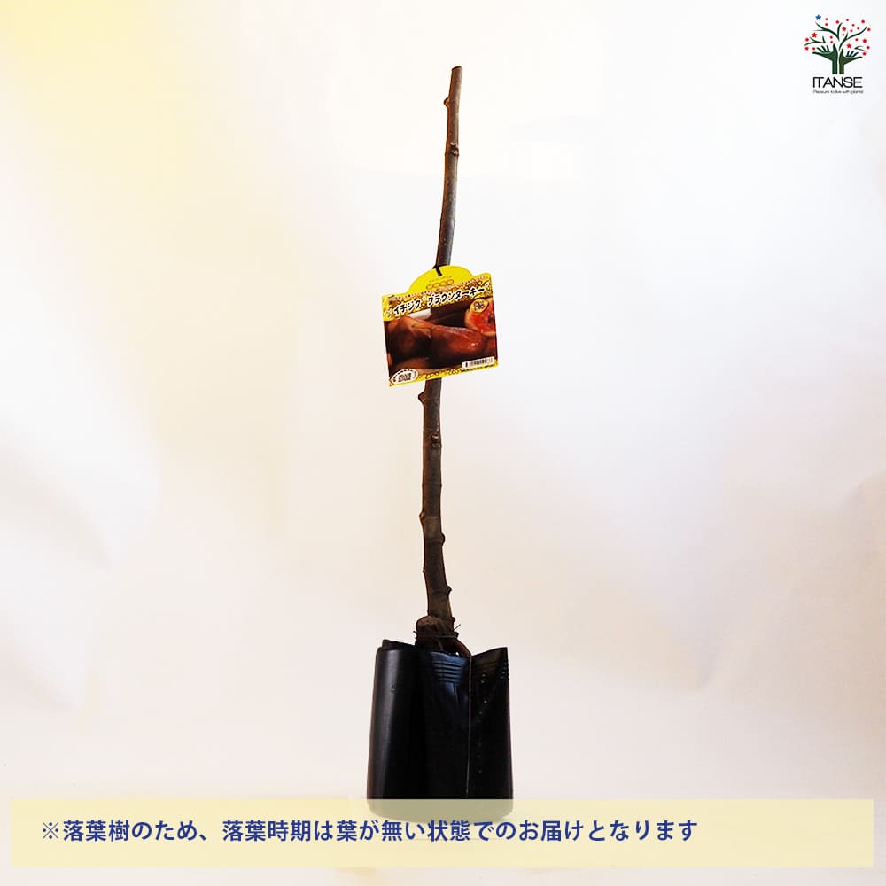 イチジクの苗木 ブラウンターキー 【果樹の苗木 4.5号ポット／1