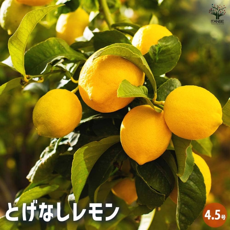 レモンの苗木 四季成リスボンレモン【果樹苗／5号ポット挿し木苗】今年