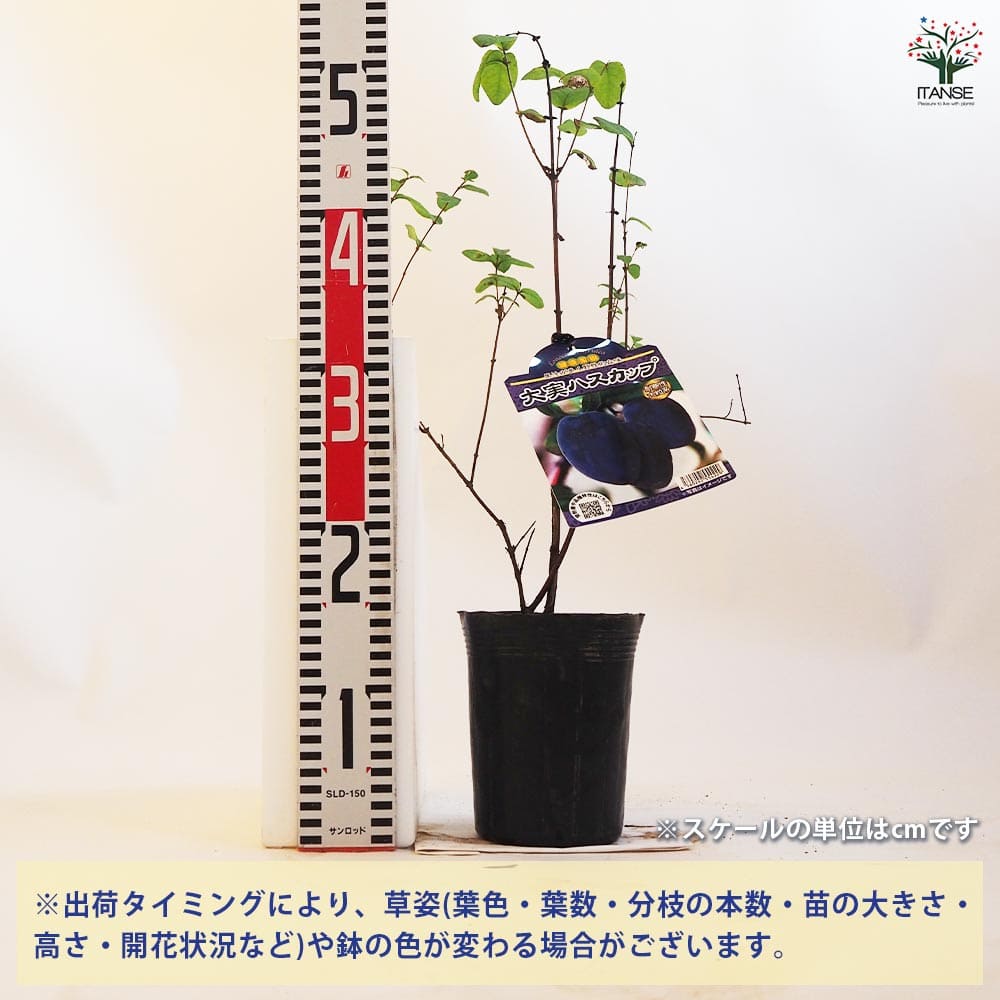 ベリーの苗木 大実ハスカップ 【果樹の苗木 4.5号ポット／1個売り