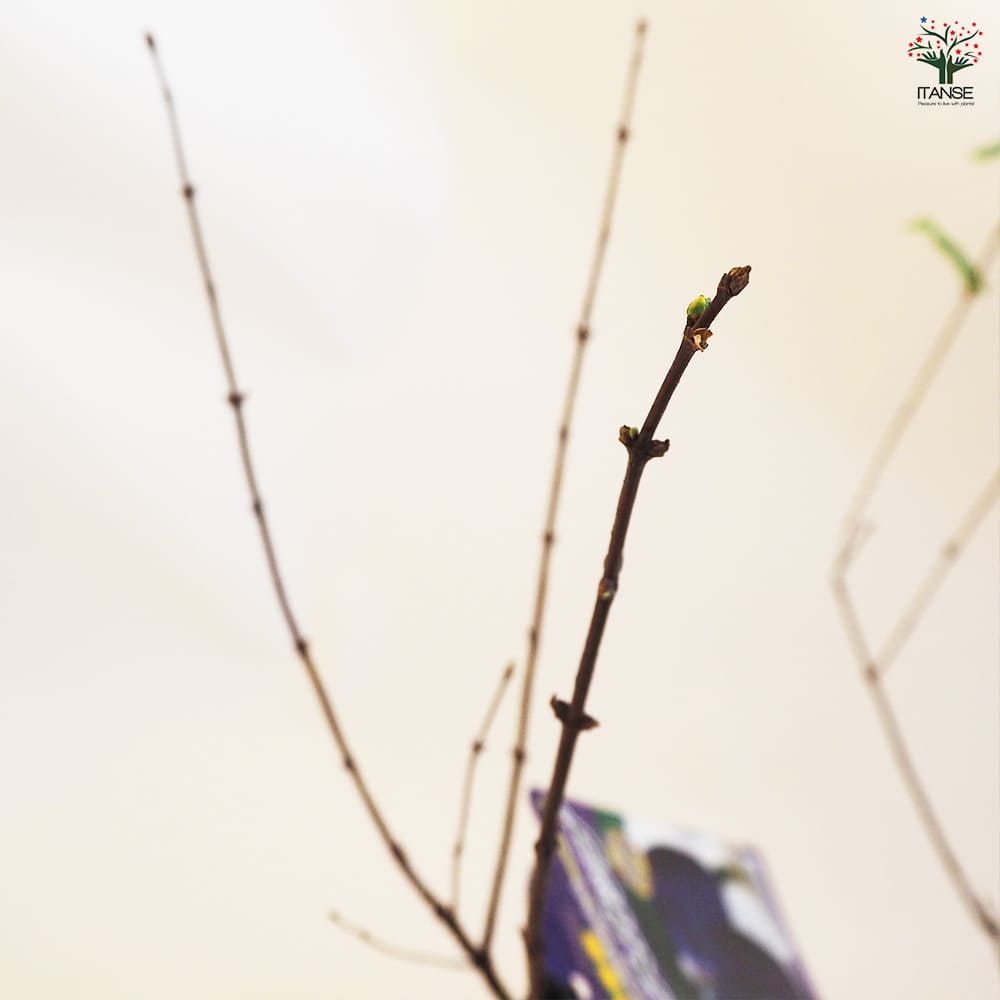 北の蝦夷 大実ハスカップ苗木 (蝦夷山葡萄苗木セット) ハスカップ 苗