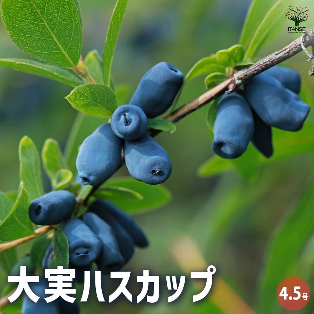 ブルーベリー大苗木 2本セット ブルーベリー苗 チャンドラー