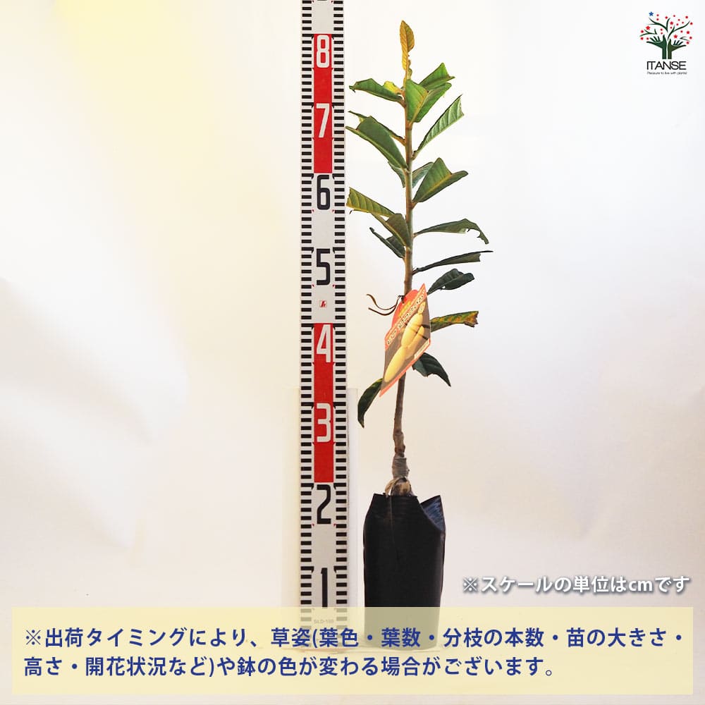 ビワの苗木 幻の白びわ 【果樹の苗木 4.5号ポット／1個売り】｜ 【植物