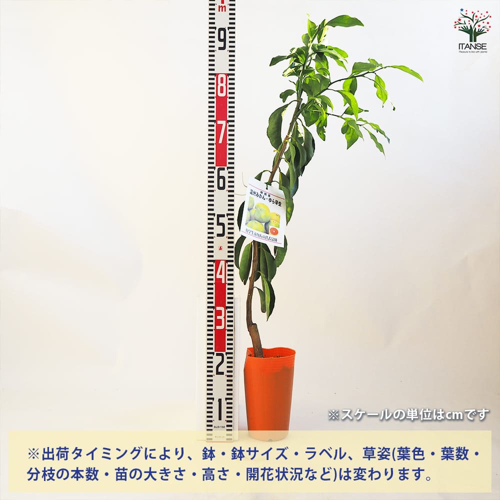 みかんの苗木 ゆら早生 【果樹の苗木 4.5号ポット／1個売り