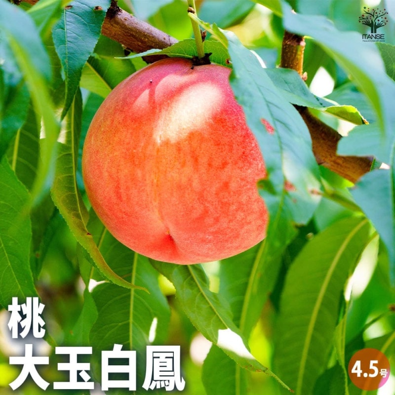 桃の苗木 白鳳【果樹苗 接木苗12～15cmポット／1個】｜ 【植物の