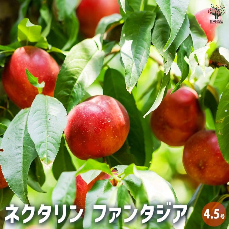 サワーチェリーの苗木 シャッテンモレロー【果樹の苗木 4.5号 接木苗