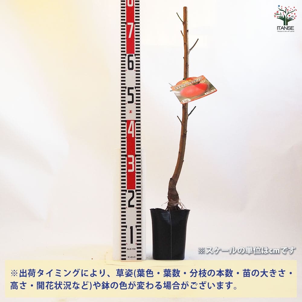 桃の苗木 ネクタリンファンタジア 【果樹の苗木 4.5号ポット／1個売り