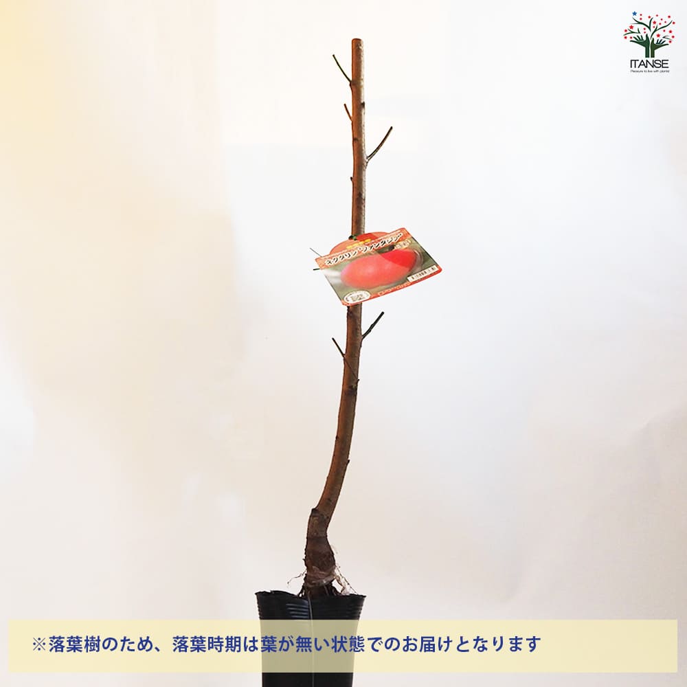 桃の苗木 ネクタリンファンタジア 【果樹の苗木 4.5号ポット／1個売り