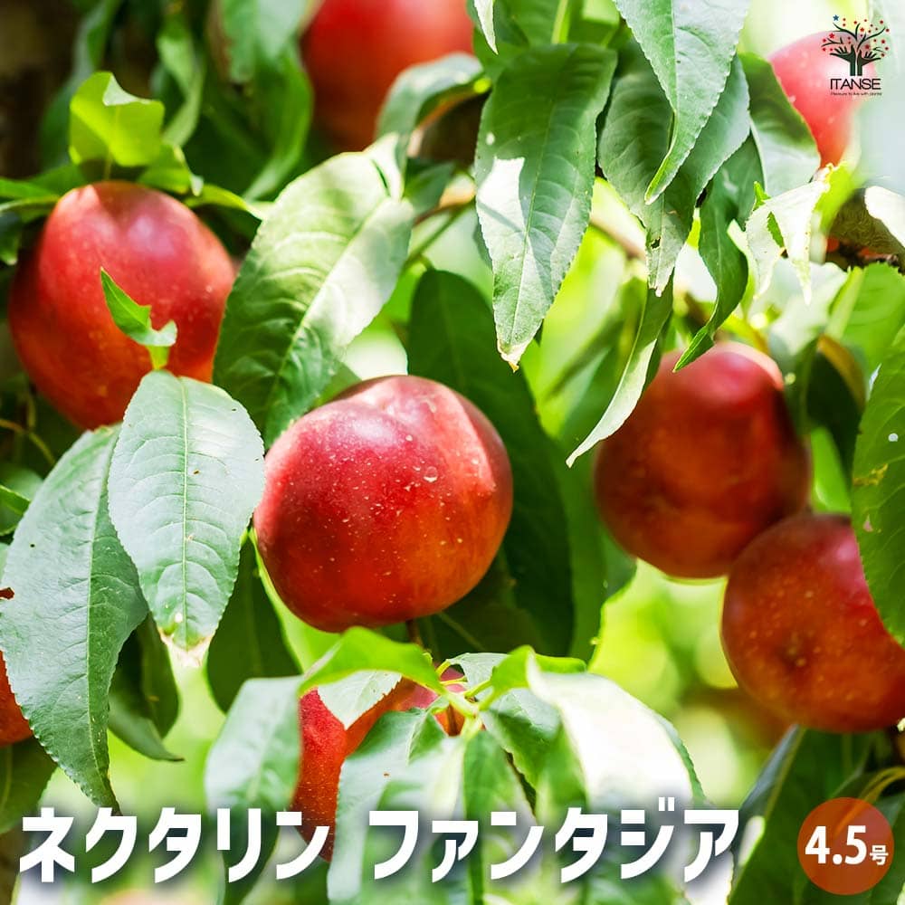 桃の苗木 ネクタリンファンタジア 【果樹の苗木 4.5号ポット／1個売り