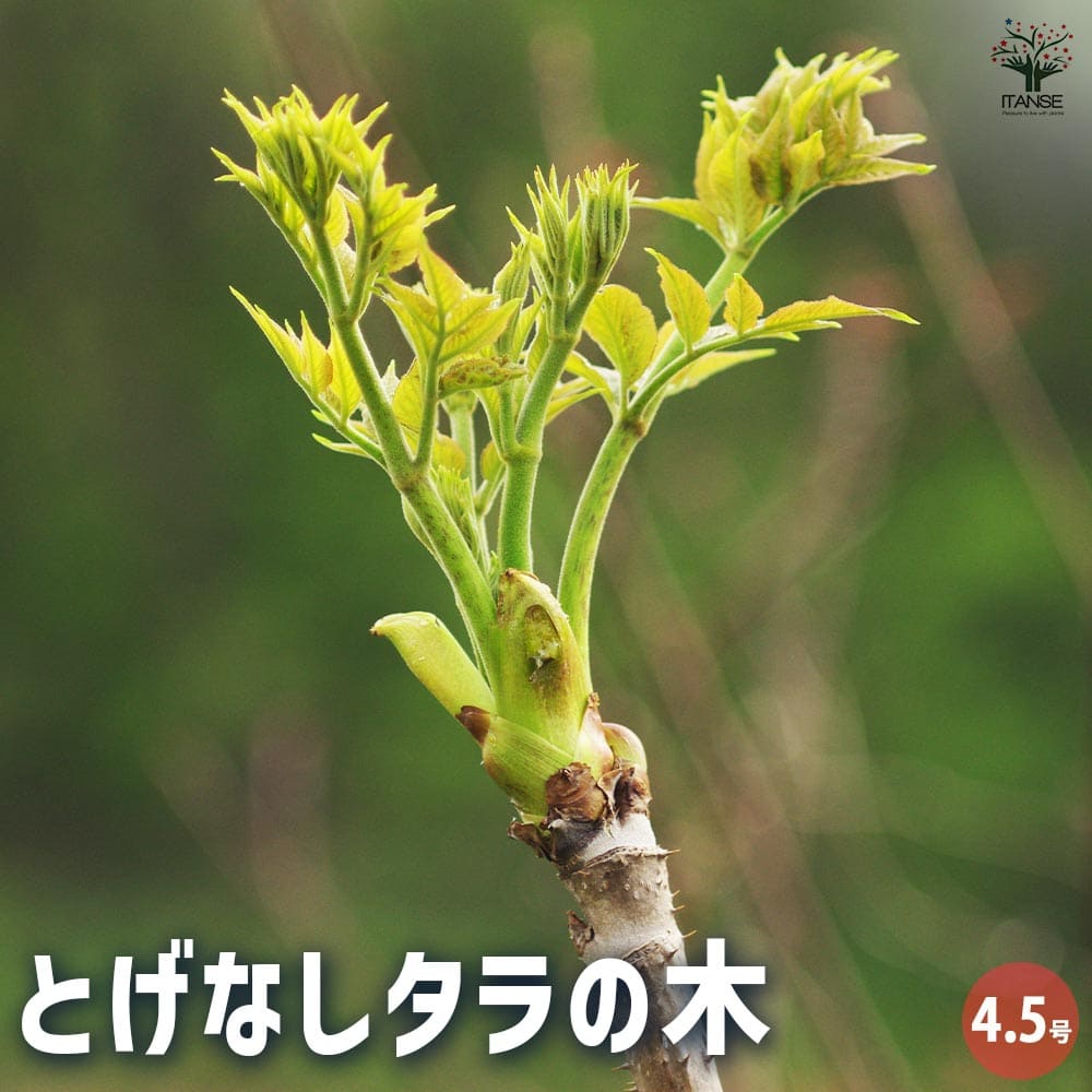 とげなしタラの木 【果樹の苗木 4.5号ポット／1個売り】