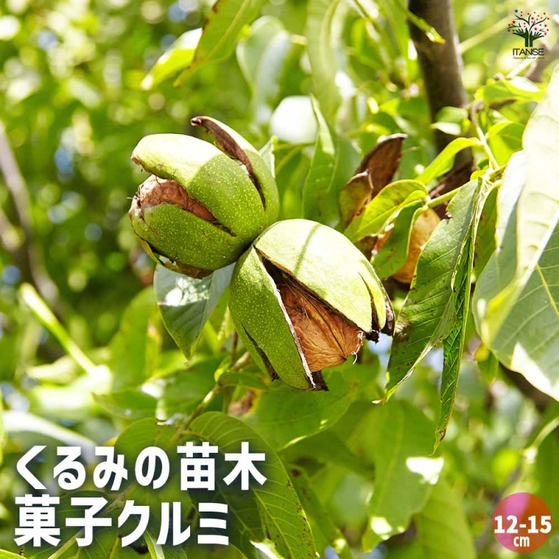 くるみの苗木 菓子クルミ【果樹苗 2年生 実生苗15cmポット／1個