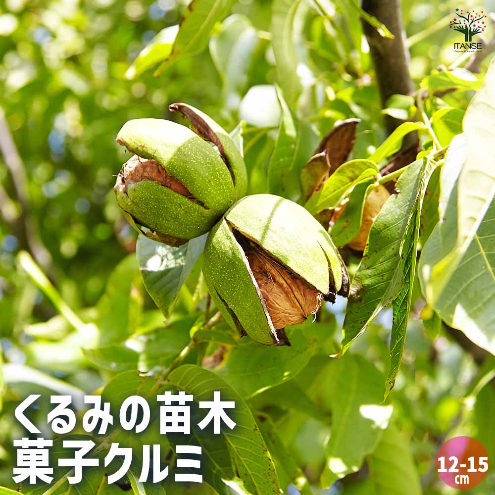 くるみの苗木 菓子クルミSサイズ12～ 【果樹の苗木 12～15cmポット／1