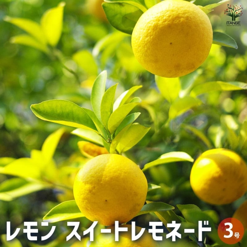 レモン スイートレモネード【果樹苗 2年生 接木苗 15cmポット
