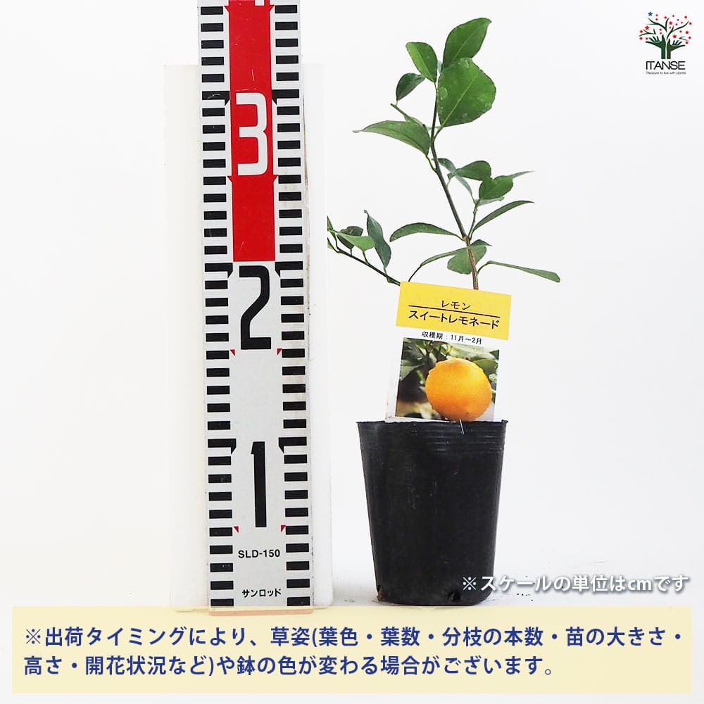 追加商品画像