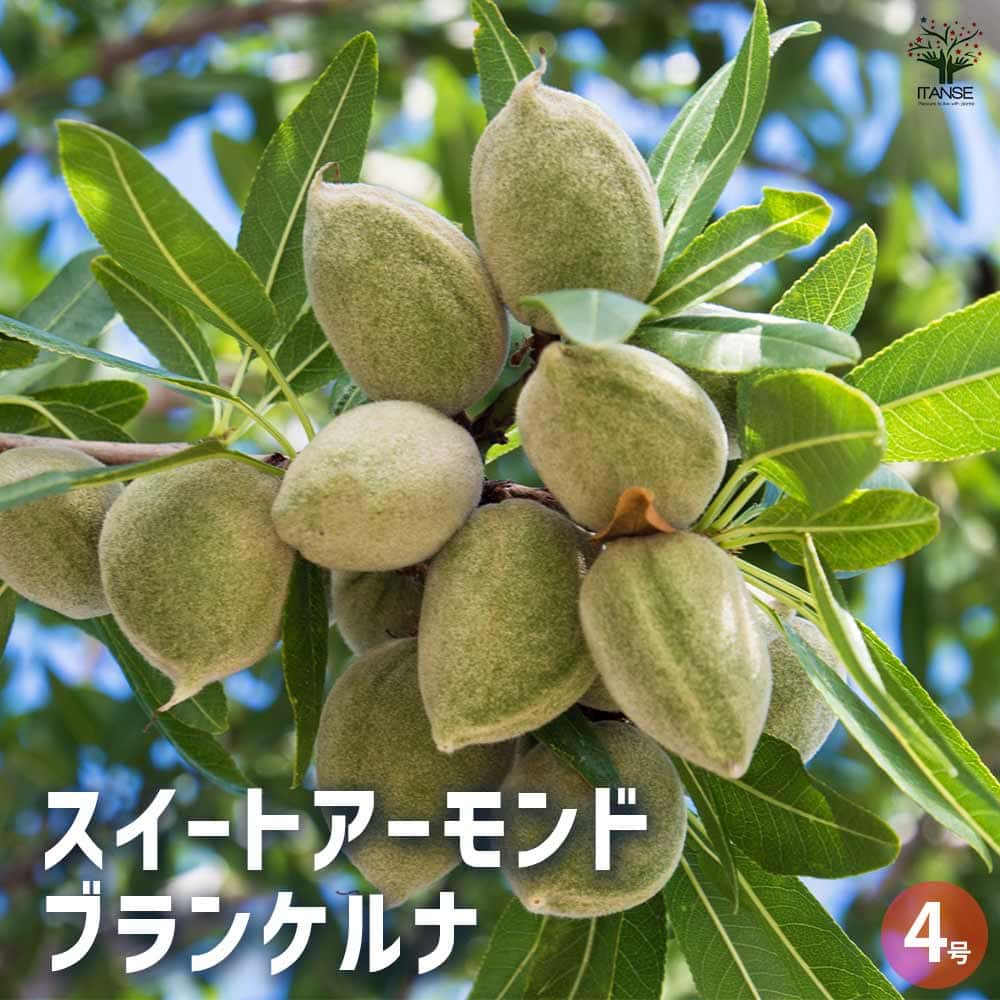 スイートアーモンド ブランケルナ 【果樹の苗木 4号ポット／1個売り