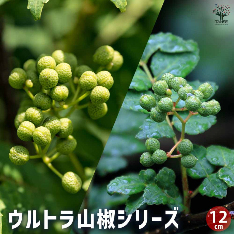 激太！朝倉山椒　苗 スーパー朝倉山椒(あさくらさんしょう)の苗木 【果樹の苗木 4号ロング