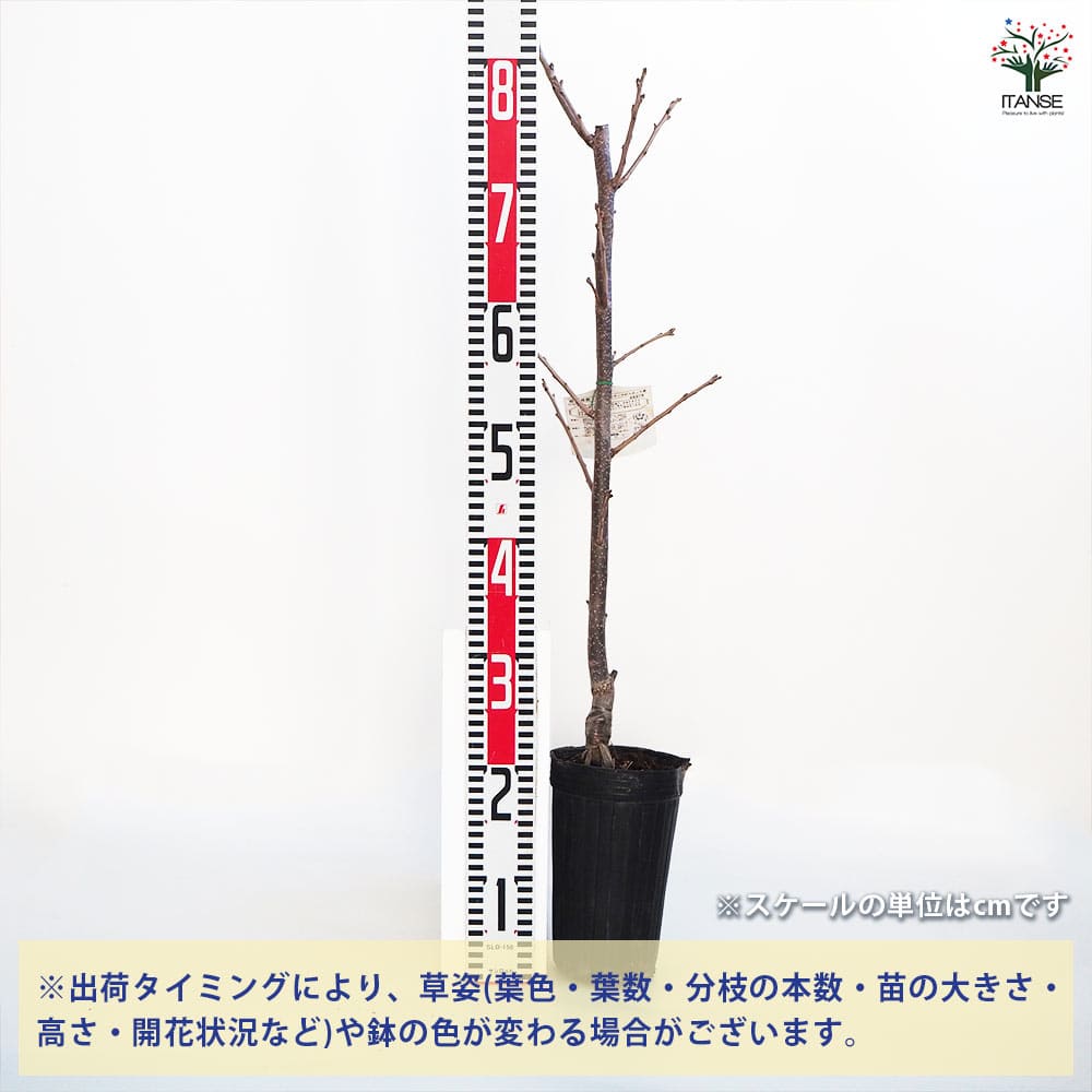 柿の苗木 平核無 【果樹の苗木 4号ポット／1個売り】｜ 【植物の