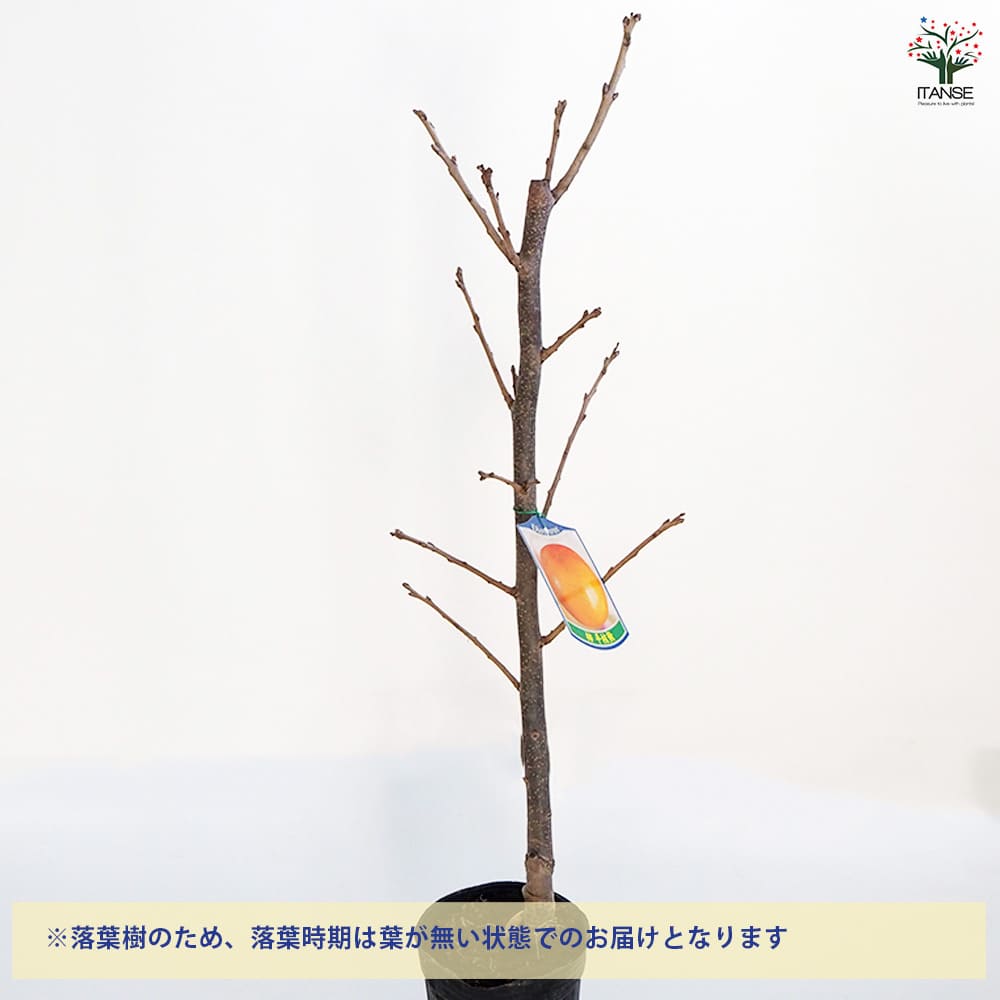 柿の苗木 平核無 【果樹の苗木 4号ポット／1個売り】｜ 【植物の