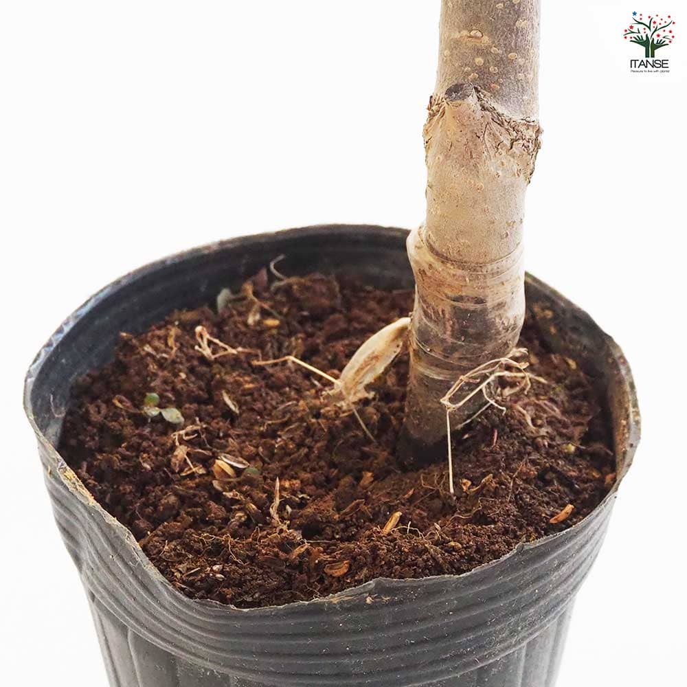 柿の苗木 平核無 【果樹の苗木 4号ポット／1個売り】｜ 【植物の