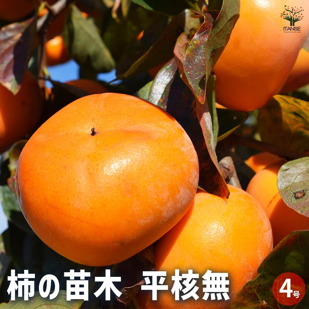 柿の苗木 平核無 【果樹の苗木 4号ポット／1個売り】｜ 【植物の