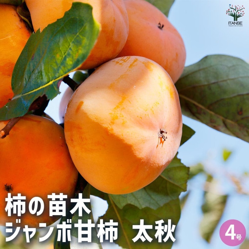 アメリカハナズオウ シルバークラウド【庭木 8号ナーセリーポット／1個