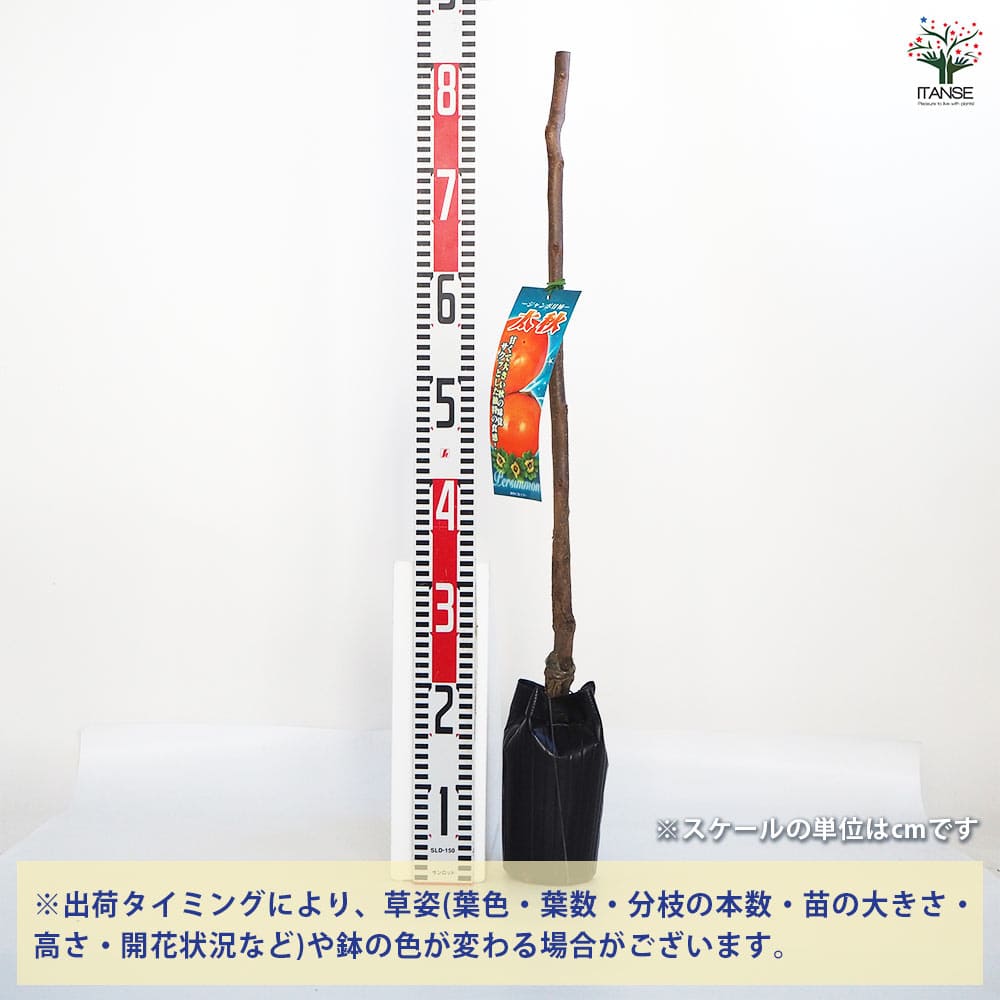 柿の苗木 ジャンボ甘柿 太秋 【果樹の苗木 4号ポット/1個売り 柿の苗木 ジャンボ甘柿 太秋 【果樹の苗木 4号ポット/1個売り