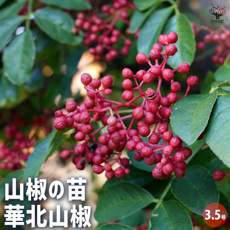 華北山椒(カホクサンショウ) お買い得2個セット【果樹苗／9cmポット