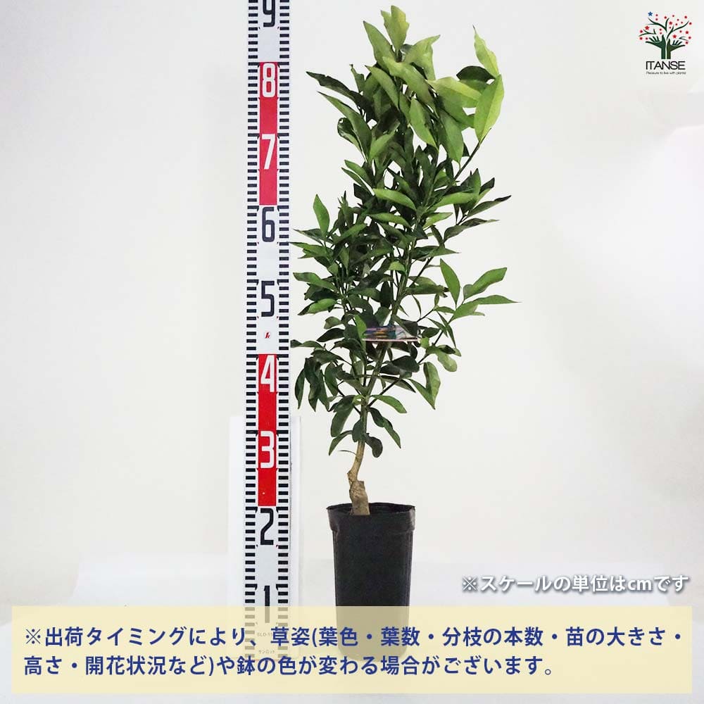 金柑の苗木 【果樹の苗木 4～5号ポット／1個売り】｜ 【植物の