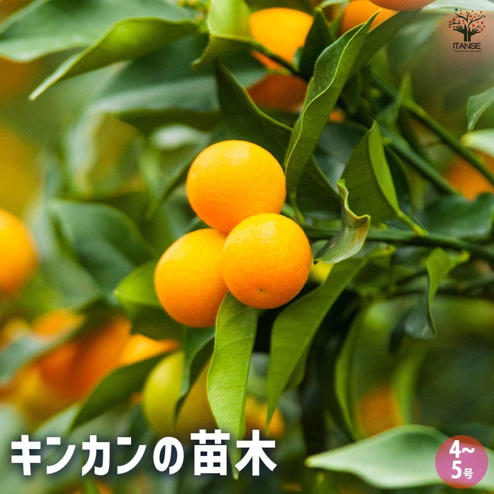 金柑の苗木 【果樹の苗木 4～5号ポット／1個売り】｜ 【植物の