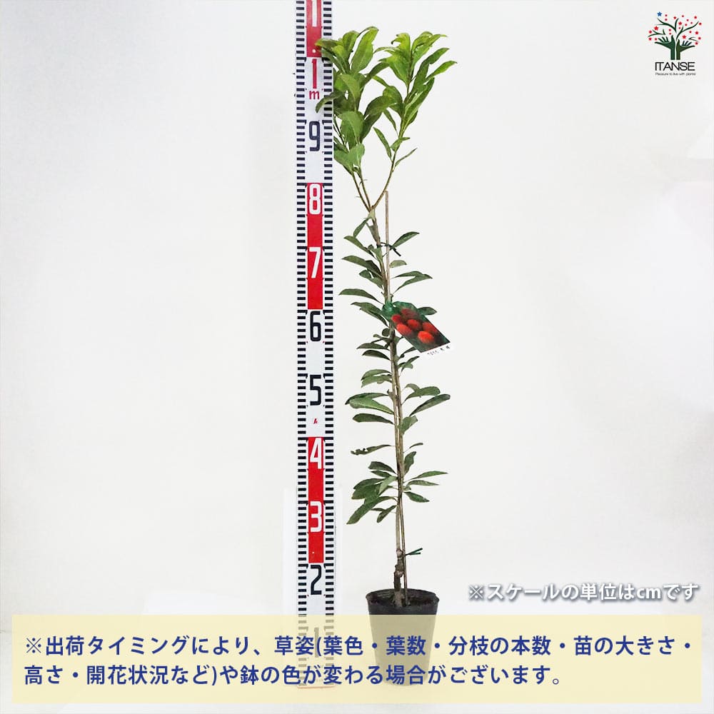 山もも 【果樹の苗木 4～5号ポット／1個売り】｜ 【植物のITANSE