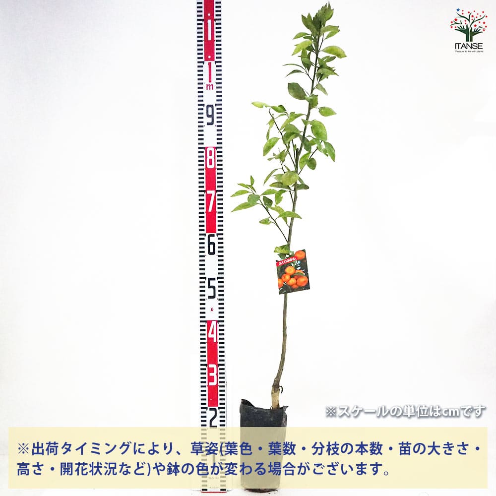 追加商品画像