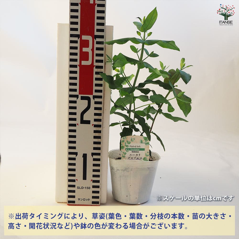 ユーカリ グロブルス 【花木苗 3.5号ポット】｜ 【植物のITANSE
