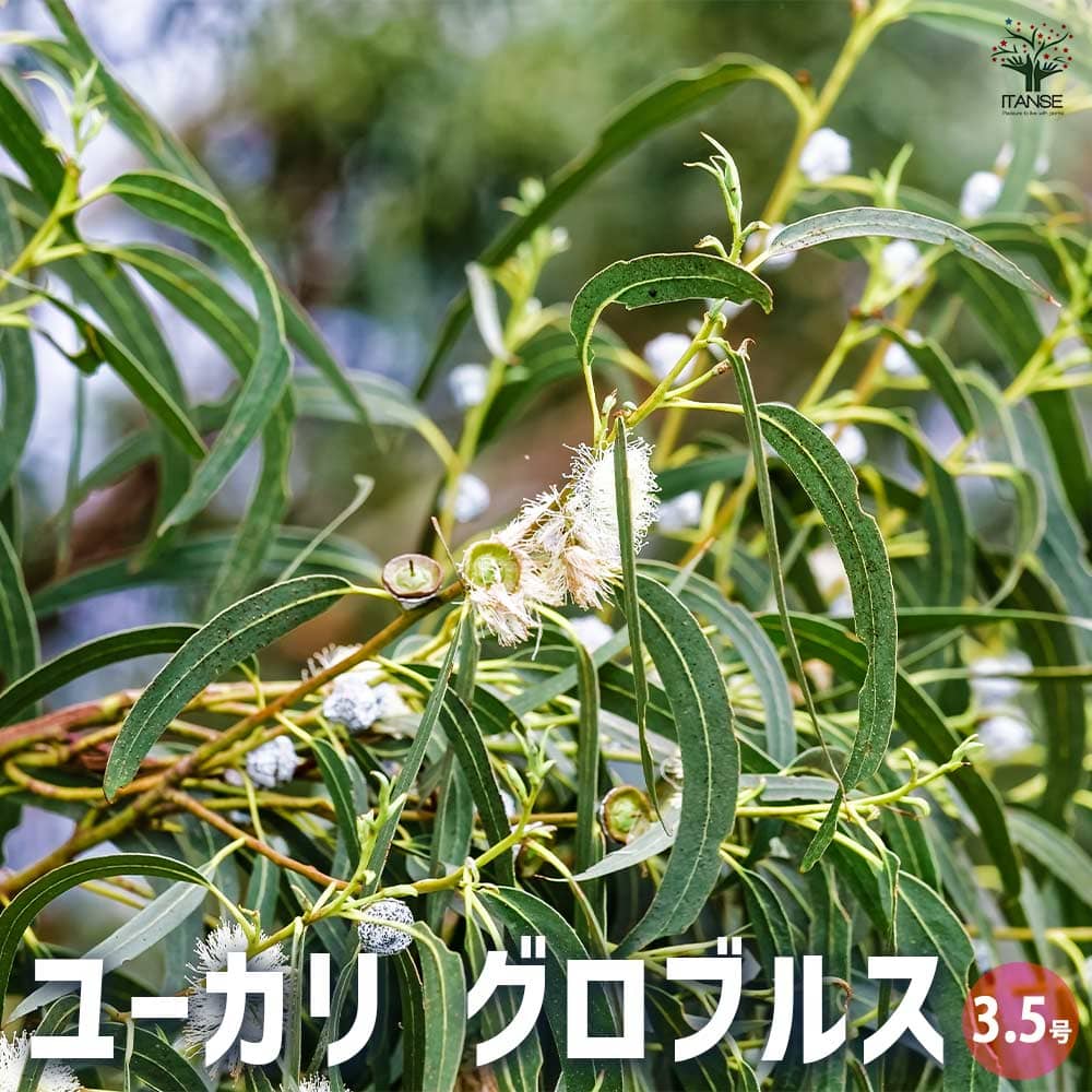 ユーカリ グロブルス 【花木苗 3.5号ポット】｜ 【植物のITANSE