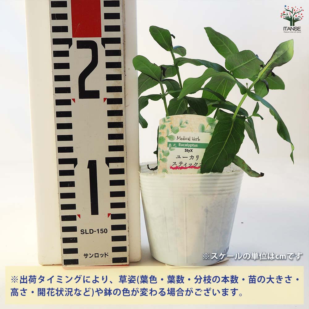 ユーカリページ image_EP-01_50.2T.jpg