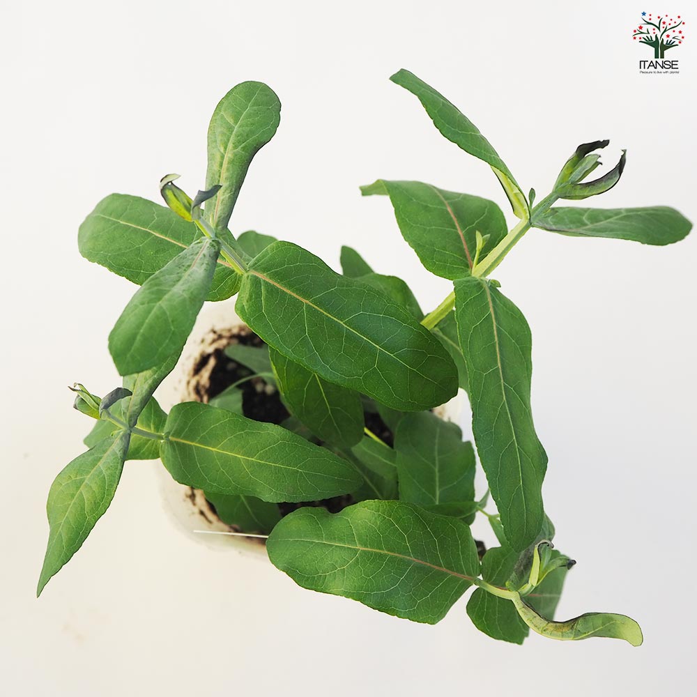 ユーカリ スティックス 【花木苗 3.5号ポット】｜ 【植物の