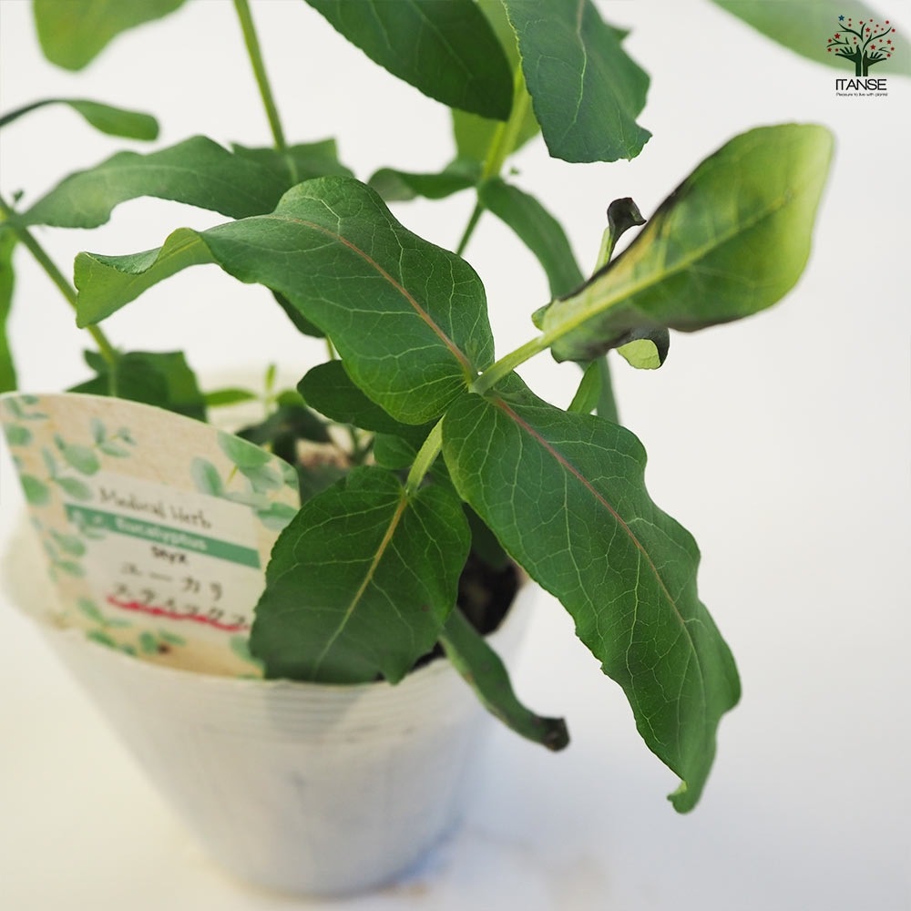 ユーカリ スティックス 【花木苗 3.5号ポット】｜ 【植物の